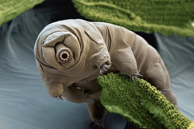 Tardigrades are extremophiles. The tiny invertebrates can survive in both low- and high-pressure environments, and in temperatures as low as minus 328ºF (-200ºC) and as high as 304ºF (151ºC). But these millimeter-long, multicelled organisms have always been too elusively small to sit for a portrait. This year, however, German scientists used an electron microscope to make a high-resolution photograph of a single tardigrade – revealing a creature that resembles both a bear and a piglet. (Photo by Eye of Science/Science Source/National Geographic)