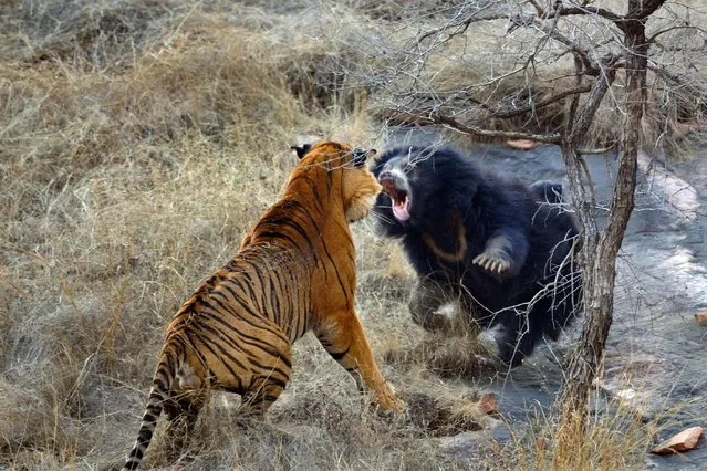 Bear Vs Tiger