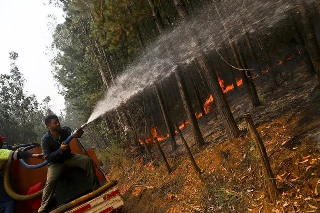 In this Saturday, January 28, 2017 photo, a man battles approaching wildfires in Hualqui, Chile. Firefighters and residents continue to fight the fast-spreading blazes, while a Russian supertanker plane and a Brazilian Hercules have dumped thousands of gallons of water on the area, southwest of the Chilean capital. (Photo by Esteban Felix/AP Photo)