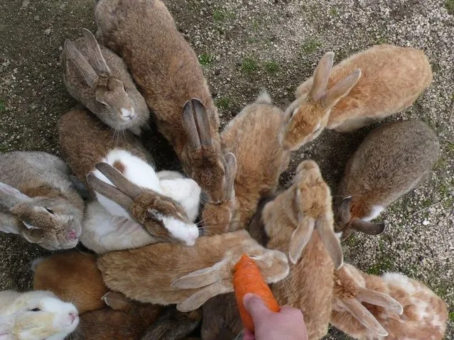 Rabbit Island in Japan