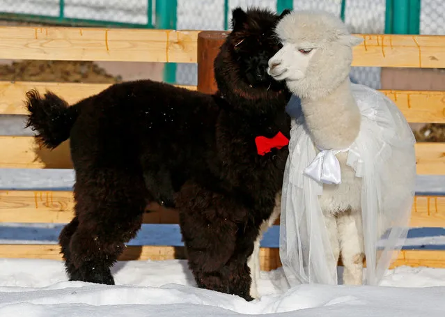 Young alpacas, male Romeo (L) and female Juliette, walk inside their open air enclosure as employees congratulate coupled animals on Valentine's Day at the Roev Ruchey Zoo in Krasnoyarsk, Russia February 14, 2017. (Photo by Ilya Naymushin/Reuters)