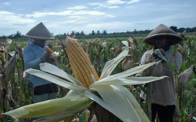Farmers harvest corn in Purworejo, Indonesia, January 4, 2017 in this photo taken by Antara Foto. (Photo by Reuters/Antara Foto)