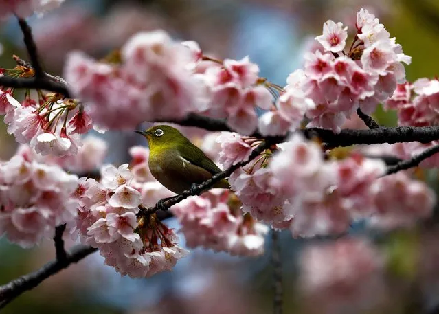 A white-eye bird perches on a branch of early-flowering Ookanzakura cherry blossoms in full bloom at Ueno Park in Tokyo, Japan on March 8, 2024. (Photo by Issei Kato/Reuters)