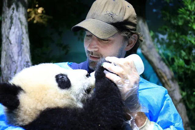 Actor Lee Pace feeds a giant panda baby at Chengdu Research Base of Giant Panda Breeding as he visits the base and is awarded as the “Chengdu Pambassador” in Chengdu, Sichuan province, China, February 21, 2017. (Photo by Reuters/China Daily)