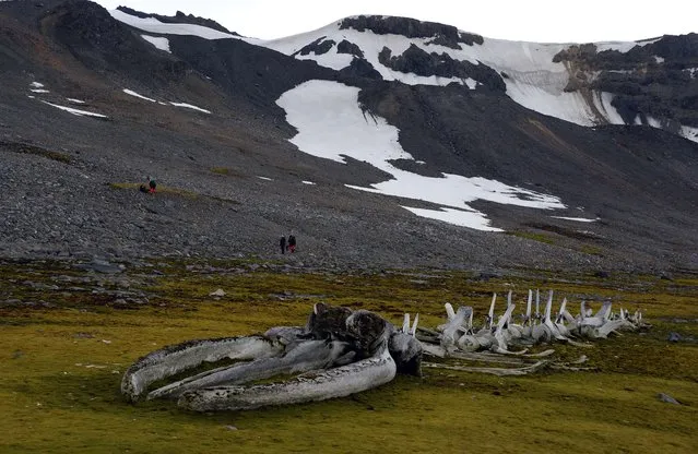 View of the skeleton of a Humpback whale (Megaptera novaeangliae) in front of the Comandante Ferraz base, in Antarctica on March 10, 2014. The skeleton was placed in 1972 by French researcher and scientist Jacques Cousteau as a memorial againts the killing of this species in the 20th century. (Photo by Vanderlei Almeida/AFP Photo)