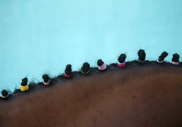 Hairs of a horse tied with ribbons are pictured during the “Ghodejatra” Horse Race festival, which is organised by the Nepal Army, in Kathmandu, Nepal, April 7, 2016. (Photo by Navesh Chitrakar/Reuters)