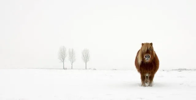 “It was a very cold day, so the inspiration for the title was easy. I came out of my car for a quick shot in the snow. The country lanes were slippery. I walked through the cold snow to get to the pony and took this picture”. (Photo and caption by Gert van den Bosch/2014 Sony World Photography Awards)