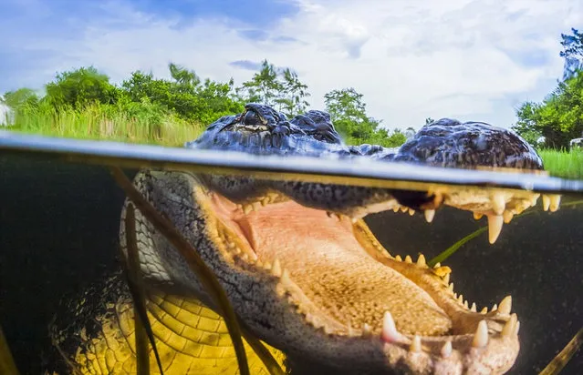 American Alligator By Masa Ushioda