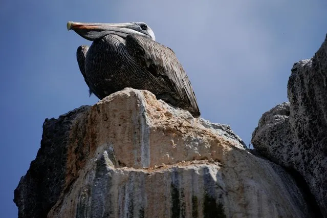 A pelican is seen on Santa Cruz Island after Ecuador announced the expansion of a marine reserve that will encompass 198,000 square kilometres (around 76,448 square miles), in the Galapagos Islands, Ecuador, January 16, 2022. (Photo by Santiago Arcos/Reuters)