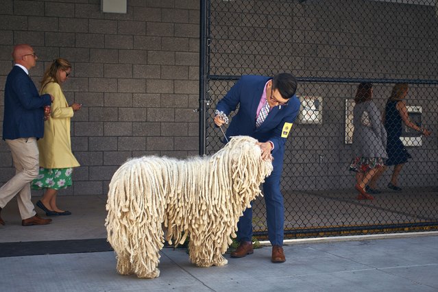 A man checks on his Komondor dog's eyes during the 148th Annual Westminster Kennel Club Dog Show at the USTA Billie Jean King National Tennis Center on May 14, 2024 in New York City. (Photo by Andres Kudacki/Getty Images)