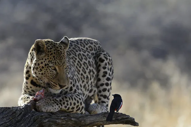 “Leopard and Shrike”. A leopard stares down a red breasted shrike who seems interested in his meal. Photo location: Namibia. (Photo and caption by James Kobacker/National Geographic Photo Contest)