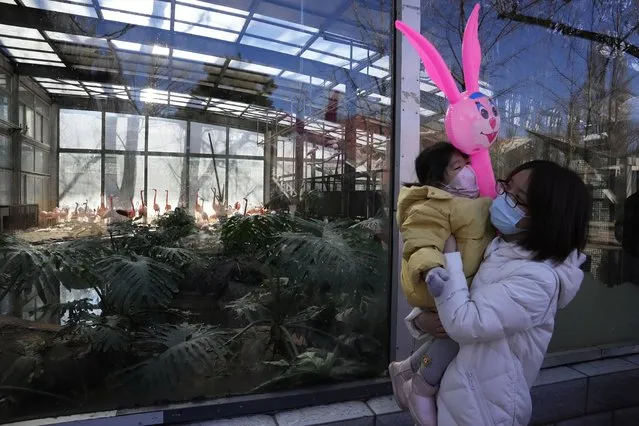 A woman and child wearing masks to protect from the coronavirus stand near the enclosure for flamingos at the zoo on the first day of the Chinese Lunar Year of the Tiger in Beijing, China, Tuesday, February 1, 2022. (Photo by Ng Han Guan/AP Photo)