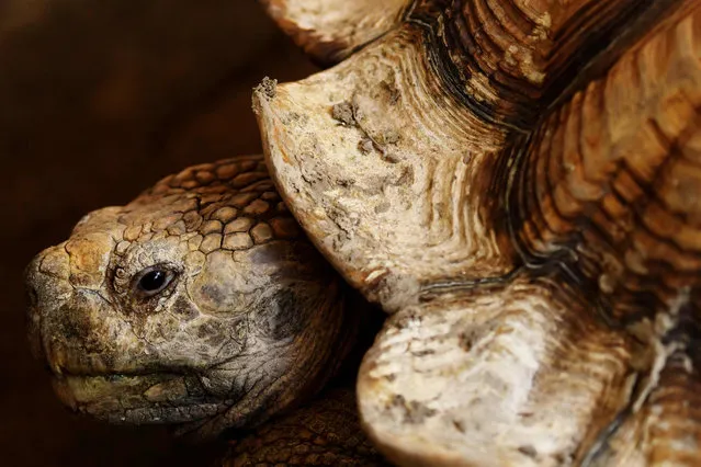 One of the two African spurred tortoises (Centrochelys sulcata) donated by the Salvadorean Arauca breeding farm is pictured during their presentation at the National Zoo of El Salvador in San Salvador, on March 20, 2017. (Photo by Marvin Recinos/AFP Photo)