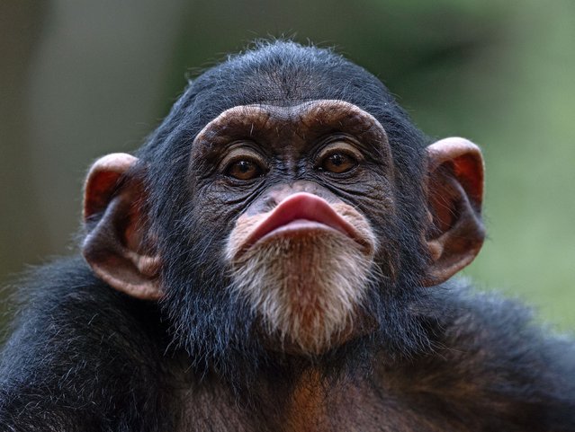 A young chimpanzee puckers up at the Tacugama Chimpanzee Sanctuary in Freetown, Sierra Leone in May 2024. Renato Granieri, who took the photograph, said the chimp seemed to be modelling for him. (Photo by Renato Granieri/Solent News)