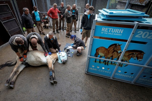 Zoo keepers prepare a tranquillised Przewalski's horse, before their release at the Alibi field station and reintroduction centre in Kazakhstan, at the acclimatisation enclosure in the village of Dolni Dobrejov, Czech Republic, on June 3, 2024. (Photo by David W. Cerny/Reuters)