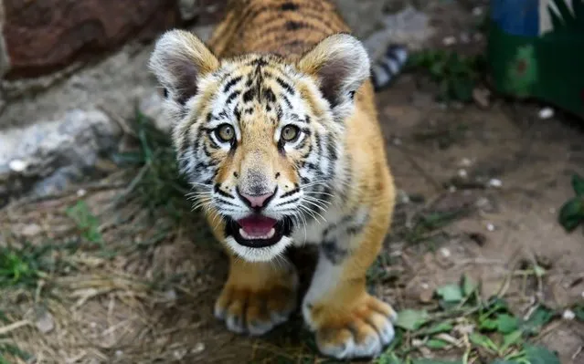 Bengal tiger cub Xiao Qi rests at the Jinan Zoo in Jinan, capital of east China's Shandong Province on September 27, 2019. (Photo by Xinhua News Agency/Barcroft Media)