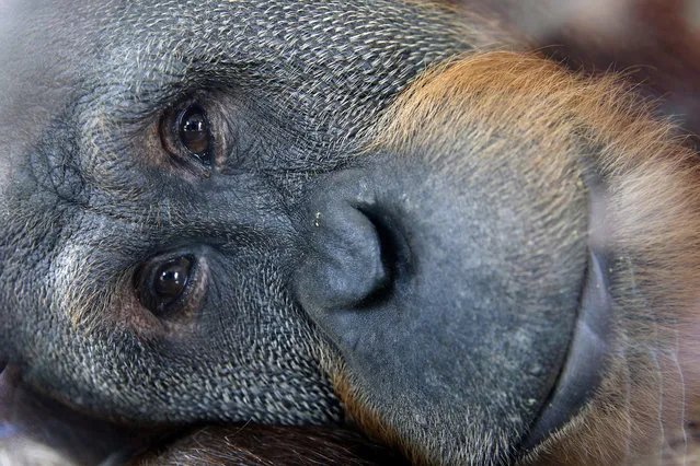 In this Friday, May 6, 2016, photo, Rocky, one of the orangutans in the Indianapolis Zoo's International Orangutan Center, looks out from one of the center's enclosures in Indianapolis. The zoo started using dynamic pricing in 2014, using software by Digonex. It was a way to prevent overcrowding before the opening of the zoo's popular orangutan exhibit. (Photo by Michael Conroy/AP Photo)