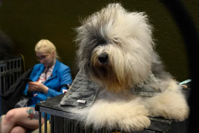 An Old English Sheepdog rests on a grooming table on the first day of the Crufts dog show at the National Exhibition Centre in Birmingham, central England, on March 10, 2022. (Photo by Oli Scarff/AFP Photo)