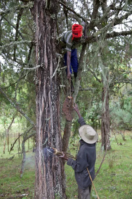 Men from the Ogiek community harvest honey in Mount Elgon game reserve, where they have reached an agreement with the government allowing them to remain in their ancestral lands in western Kenya, April 26, 2016. (Photo by Katy Migiro/Reuters)