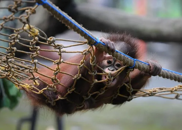 Rizki, 10 months orphaned Bornean orang utan learns to bite at Surabaya Zoo as he prepares to be released into the wild on May 19, 2014 in Surabaya, Indonesia. Damai (3) and Rizki (10 months), two orangutan brothers who were abandoned by their mother Dora (13) shortly after birth. (Photo by Robertus Pudyanto/Getty Images)