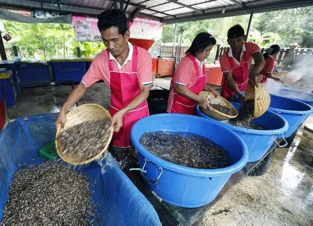 Thai villagers cleaning crickets with water at the cricket community enterprise center in Mahasarakam province, northeast of Thailand, 08 July 2013. Insects have long been on the menu in Thailand, but academics and the United Nation's Food and Agriculture Organization (FAO) officials are hoping they will become a more common global source of protein and nutrients to meet the need for growing world food requirements in the future. (Photo by Narong Sangnak/EPA)