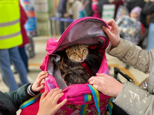 A terrified cat in a pink carrier with cartoon girls on it is held by a Ukrainian refugee girl and boy as they wait in front of the long line where their mother is trying to get train tickets at Przsemysl station on April 8, 2022, to travel to a new home in Poland where they will stay until Putin's reign of terror ends and they can return home. Many animals are turned away at the border, and there is nowhere to shelter them; hundreds of thousands of people are being forced to abandon their pets. The war is causing a crisis of unimaginable magnitude for pets, along with the families who love them. (Photo by Amy Katz/ZUMA Press Wire/Rex Features/Shutterstock)