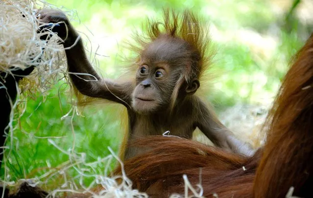 Four month-old female orangutan Olivia plays with wood wool during warm and sunny weather in their enclosure at the Hellabrunn zoo in Munich, southern Germany, Thursday, June 12, 2014. (Photo by Rebecca Krizak/AP Photo/DPA)