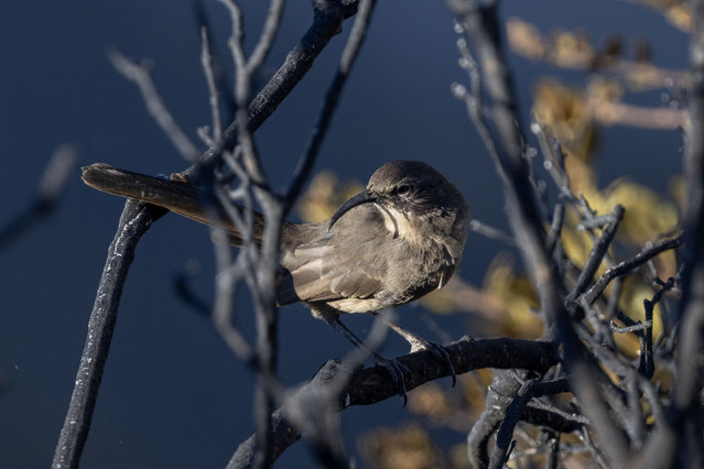 A California thrasher fleeing fire lands on a burned branch as the Bridge fire explodes in size from 2,995 acres to 46,727 acres in single day, racing up the San Gabriel Mountains toward the ski resort community of Wrightwood, on September 10 2024 near Glendora, California. The fire is incinerating the Sheep Mountain Wilderness and is also threatening Baldy Village, in the Mount Baldy area, to the east. Heatwave conditions have been fueling extreme fire behavior at multiple large wildfires in Southern California.  (Photo by David McNew/Getty Images)