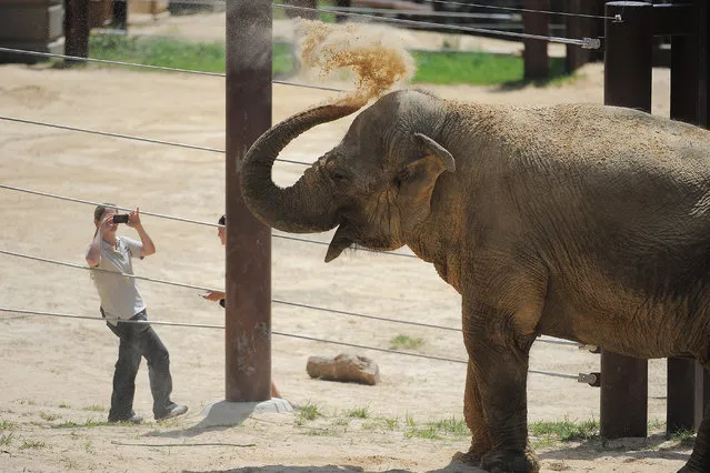 A worker photographs Kamala, one of three new female Asian elephants as she throws dirt over herself as the three elephants were are on display to the public for the first time after being in quarantine at the Smithsonian National Zoological Park on Monday June 23, 2014 in Washington, DC. (Photo by Matt McClain/The Washington Post)
