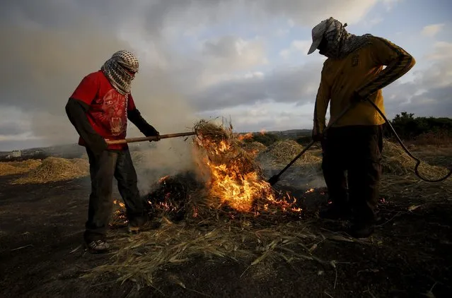 Palestinians burn wheat as part of the process to make frike, in the West Bank city of Jenin May 10, 2015. (Photo by Mohamad Torokman/Reuters)