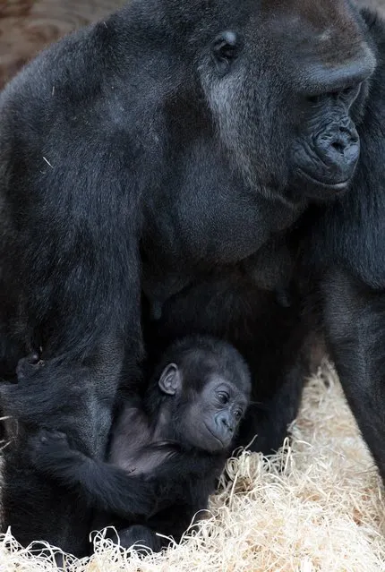 Bristol Zoo's baby gorilla Kukena