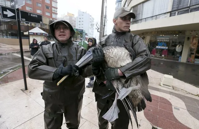 Police officers hold a pelican wounded in one wing caused by a heavy storm along the coastline in Vina del Mar August 8, 2015. Large parts of Chile, including the city of Vina del Mar, have seen torrential rains, with heavy wind and rain expected throughout the weekend. The severe weather has left three dead, according to local media. (Photo by Rodrigo Garrido/Reuters)