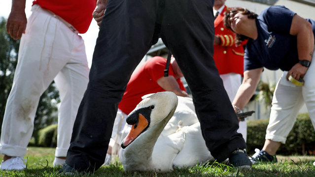 A swan is captured to be measured and checked during the annual Swan Upping on the River Thames in Staines, west of London on July 17, 2023. Swan Upping is the annual census of the swan population on stretches of the River Thames and dates from the twelfth century. (Photo by Henry Nicholls/AFP Photo)