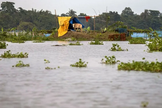 A cow takes shelter at a higher ground near flooded Tarabari village, in the northeastern Indian state of Assam, Monday, June 20, 2022. Early and strong monsoon rains have brought heavy flooding to northeastern India and Bangladesh, killing dozens of people, forcing hundreds of thousands from their homes and cutting millions off from crucial supplies. (Photo by Anupam Nath/AP Photo)