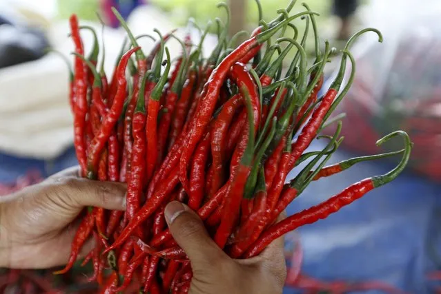 A worker holds harvested chillies at a chilli plantation in Pasir Datar Indah village near Sukabumi, Indonesia's West Java province, August 6, 2015. (Photo by Reuters/Beawiharta)