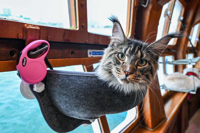 In this picture taken on August 13, 2023 a cat is pictured on the Royal Albatross, a luxury tall ship that hosts sailing and dining experiences around the waters of Singapore with pets allowed. Cat owners in Singapore can now take their pets on luxury sunset cruises, perfect for pampered kitties who enjoy the finer things in life. (Photo by Roslan Rahman/AFP Photo)