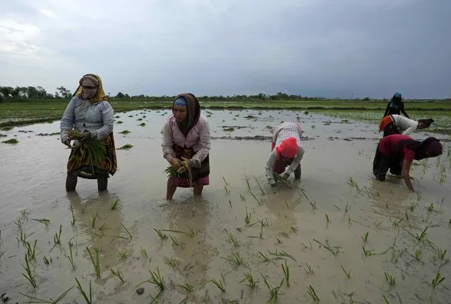 Women work in a paddy field adjacent to the field where another woman, Khusboo Bind, was killed by lightning on July 25 at Piparaon village on the outskirts of Prayagraj, in the northern Indian state of Uttar Pradesh, Thursday, July 28, 2022. (Photo by Rajesh Kumar Singh/AP Photo)