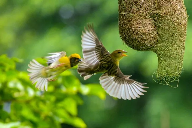 Baya Weavers, native birds across the Indian Subcontinent and Southeast Asia, fly while building nests at a park in Navi Mumbai on August 2, 2022. (Photo by Indranil Mukherjee/AFP Photo)