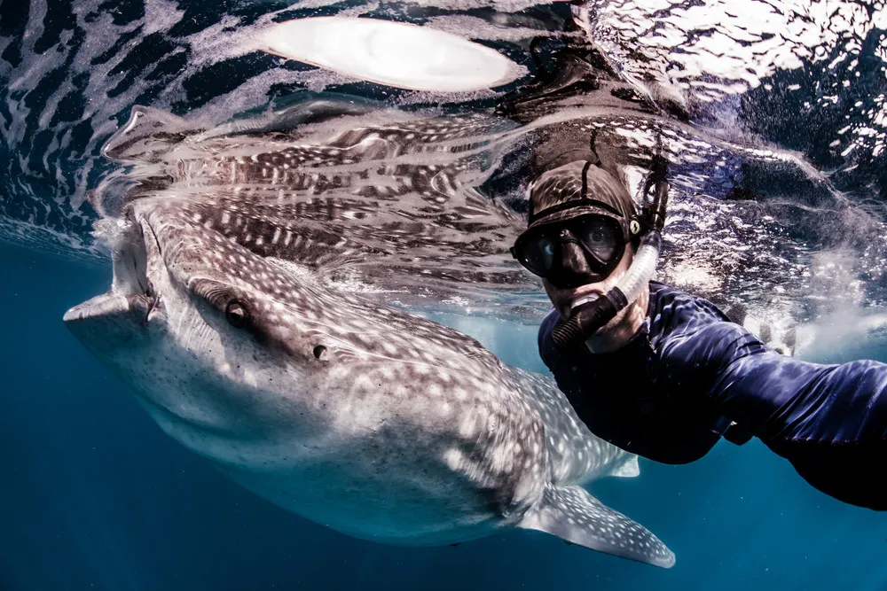 Model Swims with a Whale Sharks and More