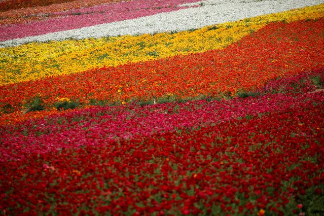 Fields of flowers usually crowded with tourists and onlookers sit empty during the global outbreak of the coronavirus disease (COVID-19) in Carlsbad, California, U.S., March 25, 2020. (Photo by Mike Blake/Reuters)