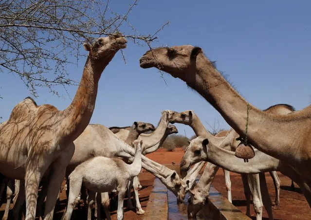 Camels gather at a watering point following a prolonged drought near the Kenya-Ethiopia border, in Takaba, Mandera West sub county, Kenya on September 1, 2022. (Photo by Thomas Mukoya/Reuters)