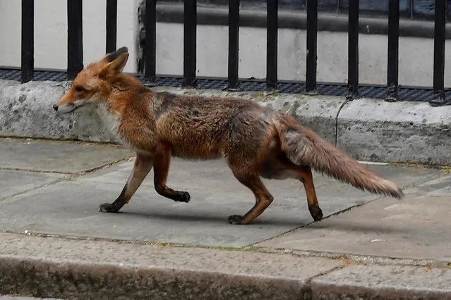 A fox is seen in Downing Street, following the outbreak of the coronavirus disease (COVID-19), London, Britain, April 29, 2020. (Photo by Toby Melville/Reuters)