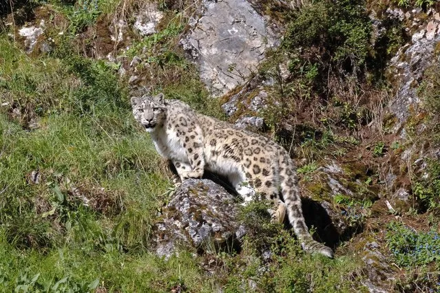 A snow leopard is pictured in Zadoi County of Yushu Tibetan Autonomous Prefecture, northwest China's Qinghai Province, August 6, 2022. (Photo by Xinhua News Agency/Rex Features/Shutterstock)