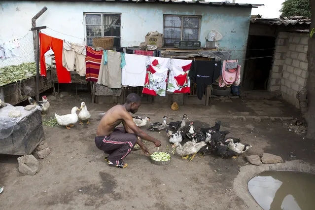 A man feeds his ducks outside his house in Harare, Zimbabwe, Monday, March, 30, 2020. Zimbabwe went into a lockdown for 21 days in an effort to curb the spread of the coronoavirus. (Photo by Tsvangirayi Mukwazhi/AP Photo)