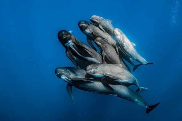 Ocean Wildlife Photographer of the Year – Winner – Rafael Fernandez Caballero. A pod of pilot whales pose for a family portrait, Spain. (Photo by Rafael Fernandez Caballero/Ocean Photographer of the Year 2022)
