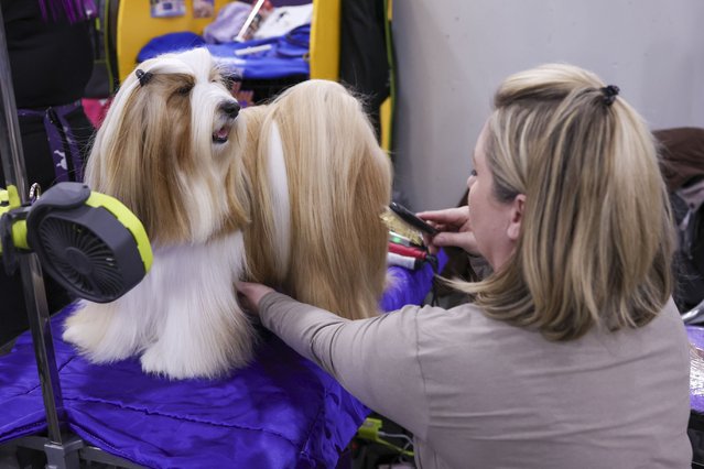 A Lhasa Apso is groomed during the 149th Annual Westminster Kennel Club Dog Show at the Javits Center in New York, New York, USA, 10 February 2025. (Photo by Sarah Yenesel/EPA/EFE)