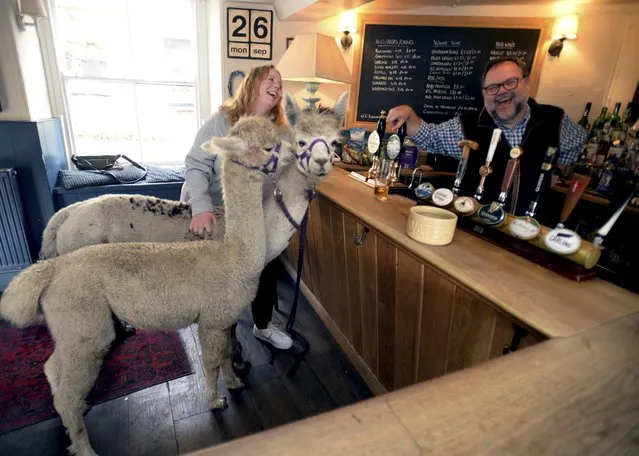 Sandra Randle and two of her alpacas, Apollo and Loki, offered the beginnings of an entirely new joke as they walked up to the bar at the Royal Oak Inn in Painswick, Gloucestershire on September 26, 2022. The occasion was National Alpaca Day. (Photo by Paul Nicholls/The Times)