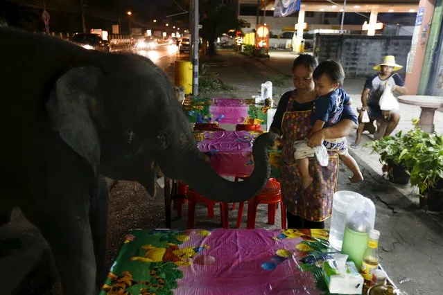 A baby elephant is fed by a woman holding a baby in Udon Thani, Thailand September 15, 2015. (Photo by Jorge Silva/Reuters)