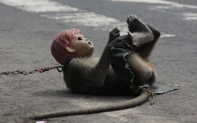 A long-tailed monkey, wearing jeans and a doll's head perform on the streets of Boyolali, Central Java Indonesia. (Photo by Arief Setiadi/Pacific Press/Barcroft Images)