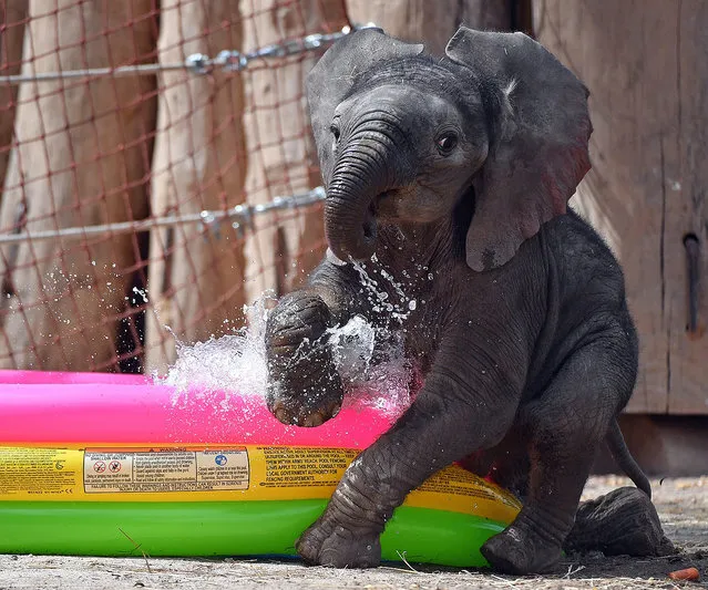Elephant calf Ayo plays around in awading pool at Bergzoo zoological gardens in Halle/Saale, Germany, 21 August 2016. Earlier in the day the calf was given the name Ayo, which translates to “luck”. Ayo and his half sister Tamika, born in June, are the zoos latest crowd favourites. (Photo by Hendrik Schmidt/EPA)